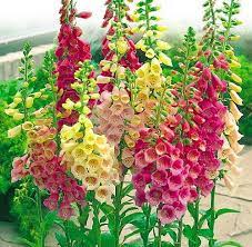 Pin On Flowers