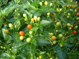 Check spelling or type a new query. Small Peppers Guide Tiny Delivers Big Pepperscale