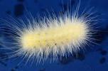 Yellow Tussock Moth Caterpillar