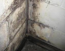 Musty odors within basements are often caused by stagnant puddles or pipe leaks. About Mold Mildew