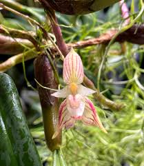 Image result for Bulbophyllum sandersonii