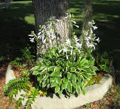 Which Hostas Can Grow In The Sun?