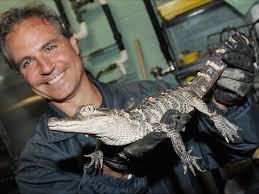 Alligator captured in Queens not alone: THREE reptiles nabbed in 24-hour  span