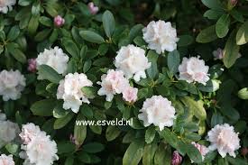 Rhododendron Schneekrone Afbeeldingen