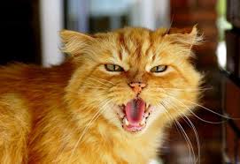 When Your Cat Hisses At You Cats Tabby Cat Kittens Cutest