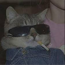 Anime Cat Wallpaper Kitty Animedrawing Animes Animelover In 2020 Cat Aesthetic Cat Icon Anime Cat