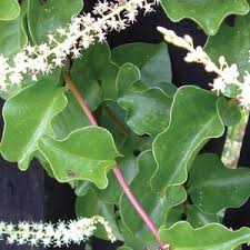 Image result for Anredera