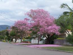 Trumpet Trees In 2020 Australian Trees Australian Native Garden Screen Plants