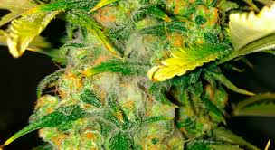 images?q=tbn:ANd9GcT6AmaGEsQxEbR3-TNOdcjEyHG90KaTxlEj-P1pNvShopg-b6vAow