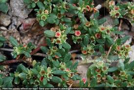 Image result for Trianthema