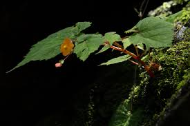 Image result for Begonia sutherlandii