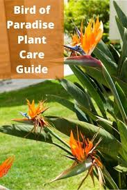 Bird Of Paradise Palm Plant Care Bird Of Paradise Plant Care In 2020 Birds Of Paradise Plant Plant Care Plants