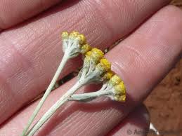 Image result for Helichrysum aureo-nitens