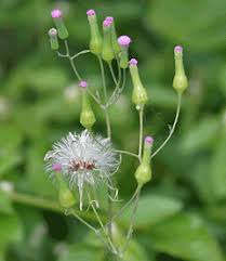 The lilac tasselflower, emilia sonchifolia, is similar in appearance to its cousin, the florida tasselflower lilac tasselflower, photographed at seacrest scrub natural area, boynton beach. Emilia Sonchifolia Cupid S Shaving Brush Lilac Tasselflower Pfaf Plant Database