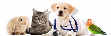 The best care for your best friend. Chino Valley Animal Hospital Vet In Chino Valley Az