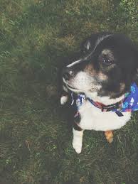 Black White And Brown Australian Shepherd Adorable Dog Australian Shepherd Black White And Brown Cute Dogs Dogs Australian Shepherd