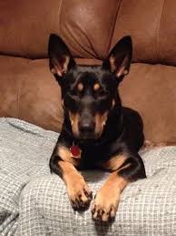 Black And Tan Corgi Mix Pin On Corgis