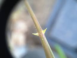 Image result for Cleome aculeata