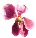 Image result for Schlechterina