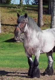 One of the strongest and easiest to manage breeds, the belgian draft is a heavy horse that is usually found in a light chestnut color. Belgian Draft Horse Junctional Epidermolysis Bullosa Ufaw