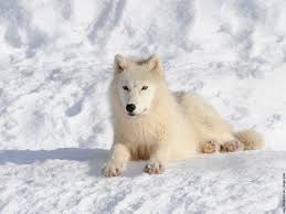 Imagini pentru lupi albi