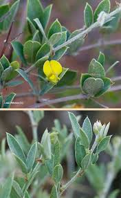 Image result for Rhynchosia luteola