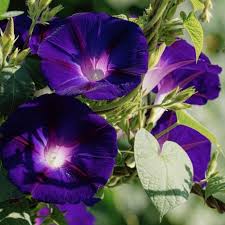 Image result for Ipomoea grantii