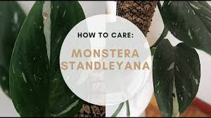 Monstera standleyana yellow variegated free pyto, dhl shipping. Easy Rare House Plant Monstera Standleyana Care Tips Youtube