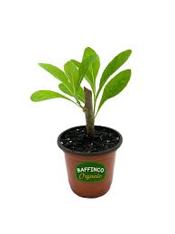 Image result for Vernonia amygdalina