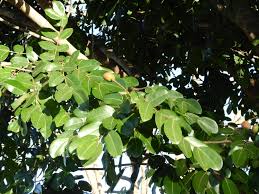Image result for Copaifera