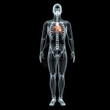 Resultado de imagen para cuerpo humano