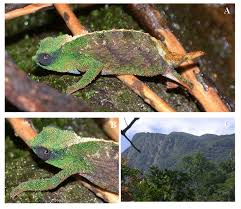 Image result for Rawsonia burtt-davyi