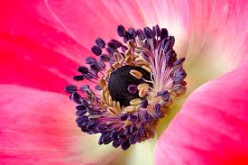 Image result for The best Flower in the world