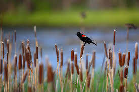 Black Bird With Red Cheeks Red Winged Blackbird Red Winged Blackbird Agelaius Phoeniceus Red Wing Blackbird Black Bird Red Wings