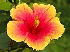 Hawaii State Flower The Yellow Hibiscus Pictures Yellow Hibiscus Flowers Hibiscus