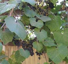 One of these relatives most commonly seen in nurseries is vitis 'roger's red,' although a smaller vine called 'walker ridge' is sometimes available. Vitis Girdiana Southern California Grape