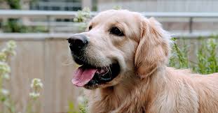 Then you're going to love this article. Golden Retriever Rescues In Oregon Adopt A Golden Retriever Near You Golden Hearts