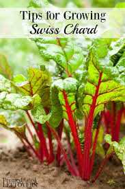 Swiss chard is a hot trend! Tips For Growing Swiss Chard In Your Garden