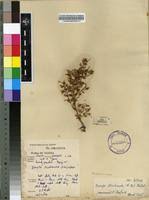 Image result for Bacopa floribunda