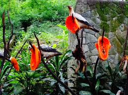 It's not only the symbol of the malaysian democratic action party, but it is also an important symbol for tribes in east malaysia. Asia S Largest Bird Park Kuala Lumpur Botanical Gardens Journalist On The Run