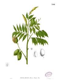 Image result for Englerodendron mengei