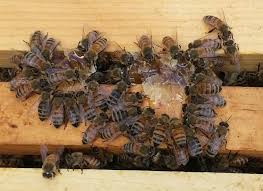 We used a large plant saucer with stones in the center for the bees to land on and refreshed the water every day. Backyard Beekeeping Is Sept 10 Lecture Topic Cape Gazette