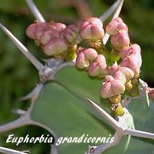 Image result for Euphorbia distinctissima