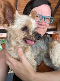 Someone's little yorki is loose