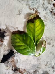 We did not find results for: Gardenia Leaves Browning Album On Imgur