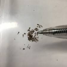 Image result for Xerophyta zimbabwensis