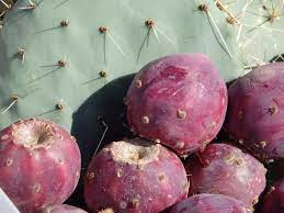 You can use thick gloves or an old towel folded into a couple of layers. Prickly Pear Are The Perfect Permaculture Plant For Parched Places Greening The Desert Forum At Permies
