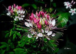 Image result for Cleomaceae