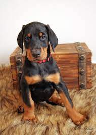Doberman Pinscher Puppy 7 Weeks Old Doberman Dogs Doberman Pinscher Dogs