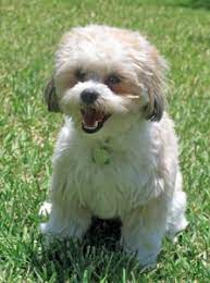 More Info About The Shih Tzu Bichon Frise Mix Aka The Zuchon